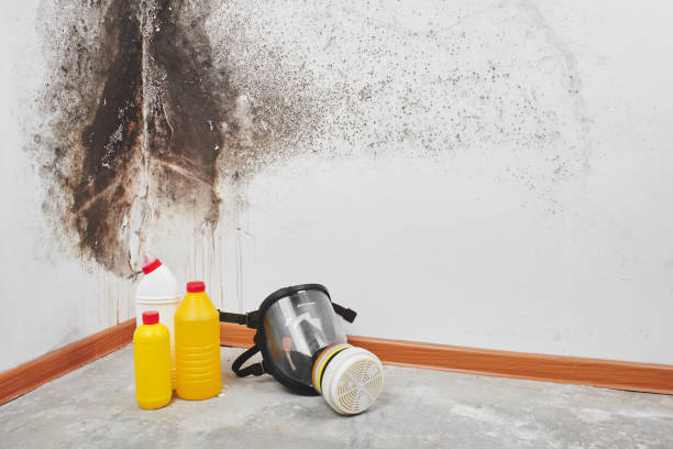 Best Mold Removal and Inspection  in Valdez, AK