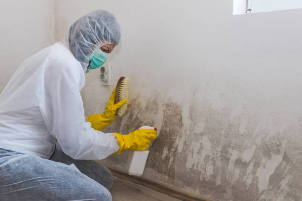 Best Residential Mold Removal  in Valdez, AK