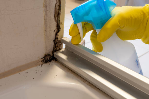 Best Mold Inspection  in Valdez, AK