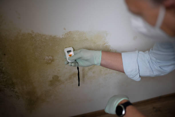 Office Mold Removal Services in Valdez, AK