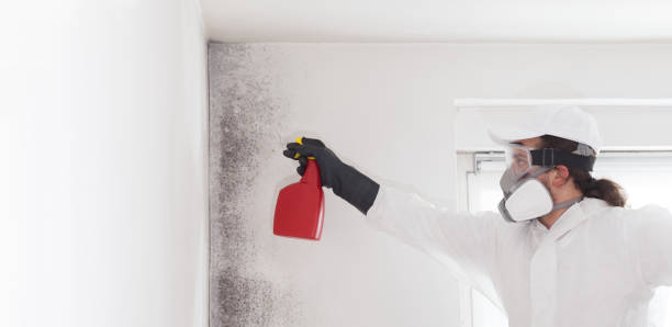 Best Professional Mold Removal  in Valdez, AK