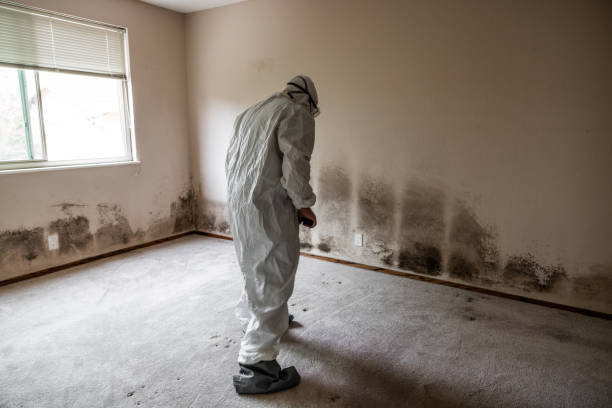 Best Mold Testing  in Valdez, AK