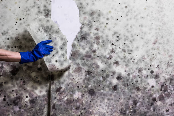 Best Emergency Mold Removal  in Valdez, AK
