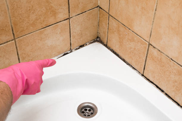 Best Crawl Space Mold Removal  in Valdez, AK