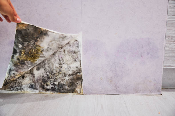 Best Attic Mold Removal  in Valdez, AK